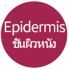 epidermis